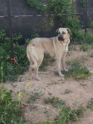 Adoption Clau