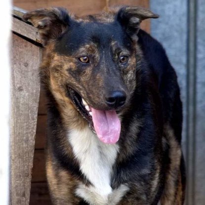 Adopter Clyde