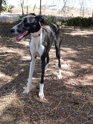 Adopter Dandi