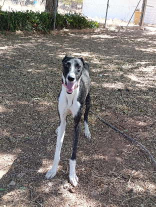 Adopter Dandi