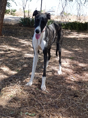 Adoption Dandi