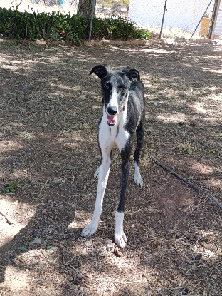 Adoption Dandi