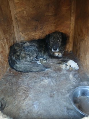 Adopter Darius