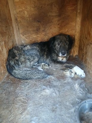 Adopter Darius