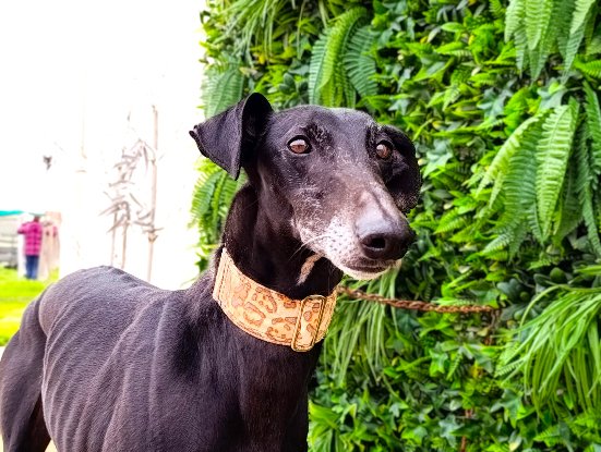 Adopter Dinus
