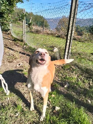 Adopter Dion