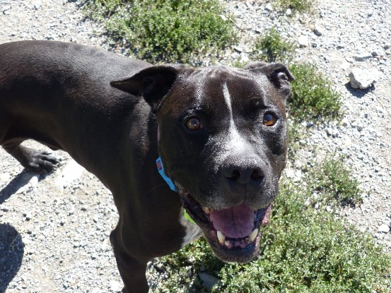 Adopter Django