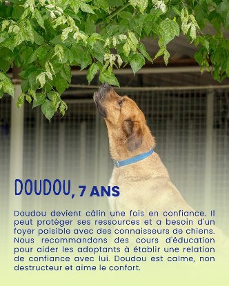 Adopter Doudou