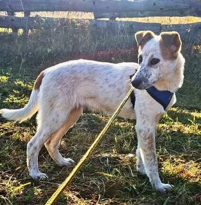 Adopter Dylan