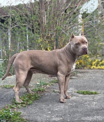 Adopter Elektra