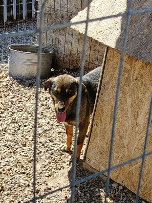 Adopter Elio