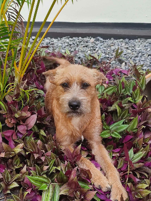 Adopter Foxy