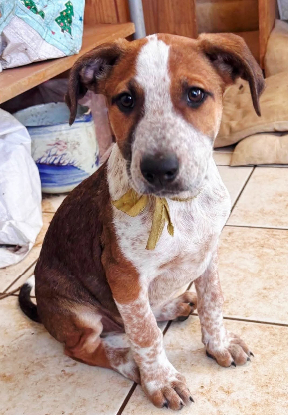 Adopter Georges