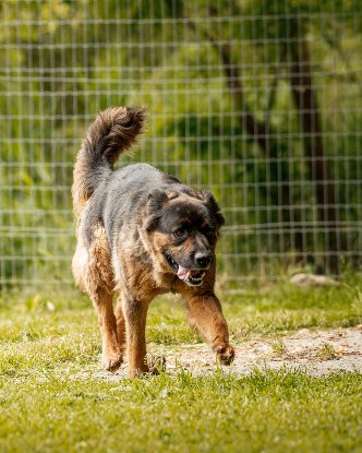 Adopter Gerda