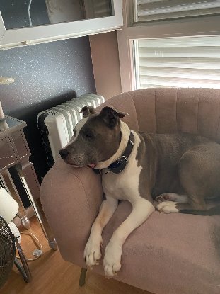 Adopter Goliath