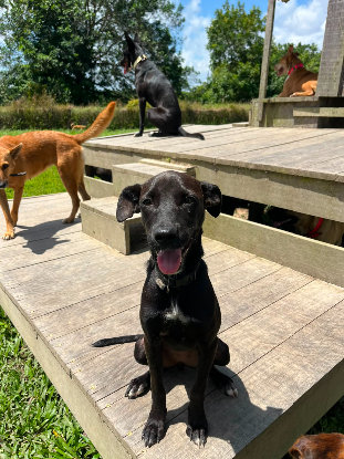 Adopter Gyda