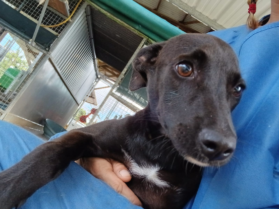 Adopter Gyda