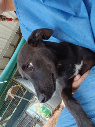 Adopter Gyda
