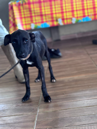 Adoption Gyda