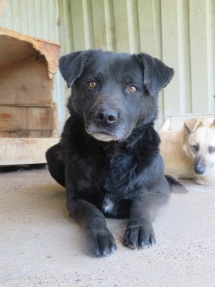 Adopter Halloween