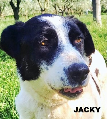 Adopter Jacky