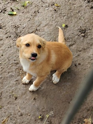 Adopter Jade