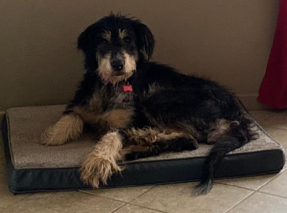 Adopter Jess