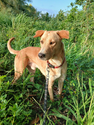 Adopter Kiko