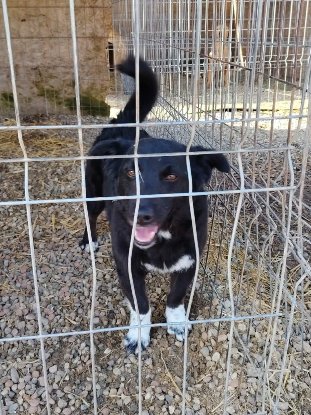 Adopter Kishi