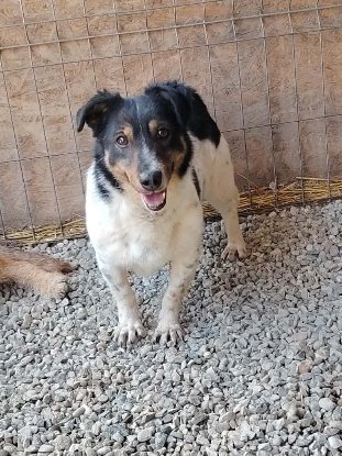 Adopter Kiwi