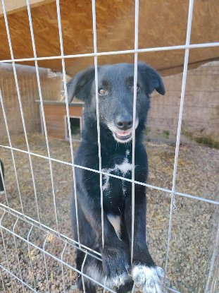 Adopter Koffi