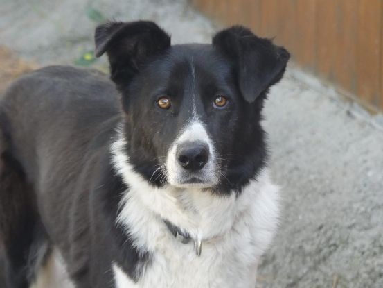 Adopter Kovax