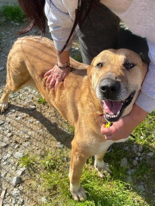 Adopter Laica