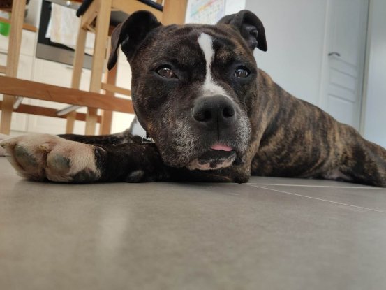 Adopter Lecko