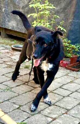Adopter Litchee