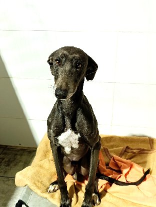 Adopter Logan