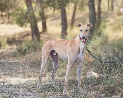Adopter Lorenzo