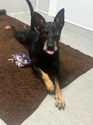 Adopter Louky