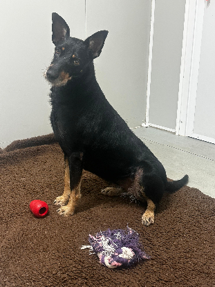 Adopter Louky
