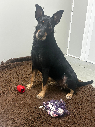 Adoption Louky