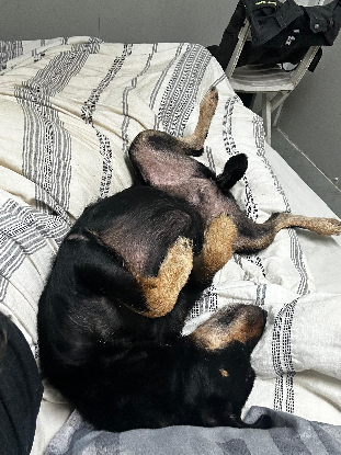 Adoption Louky
