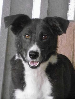 Adopter Loulette
