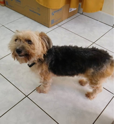 Adopter Louna