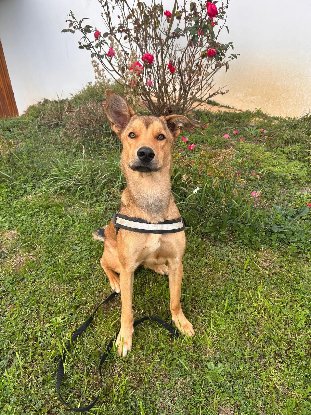 Adopter Lucky