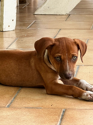 Adopter Lyssia