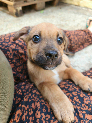 Adopter Mafate