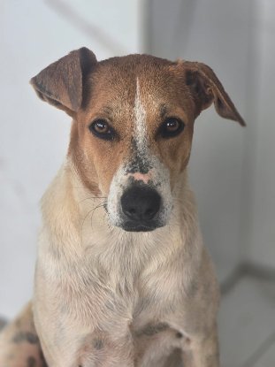 Adopter Malaya