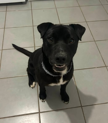 Adopter Malo