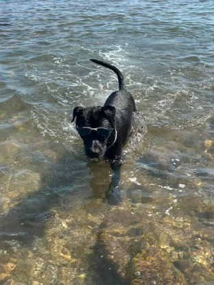 Adopter Malo