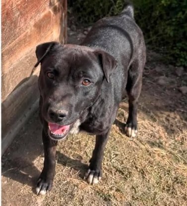 Adoption Malo